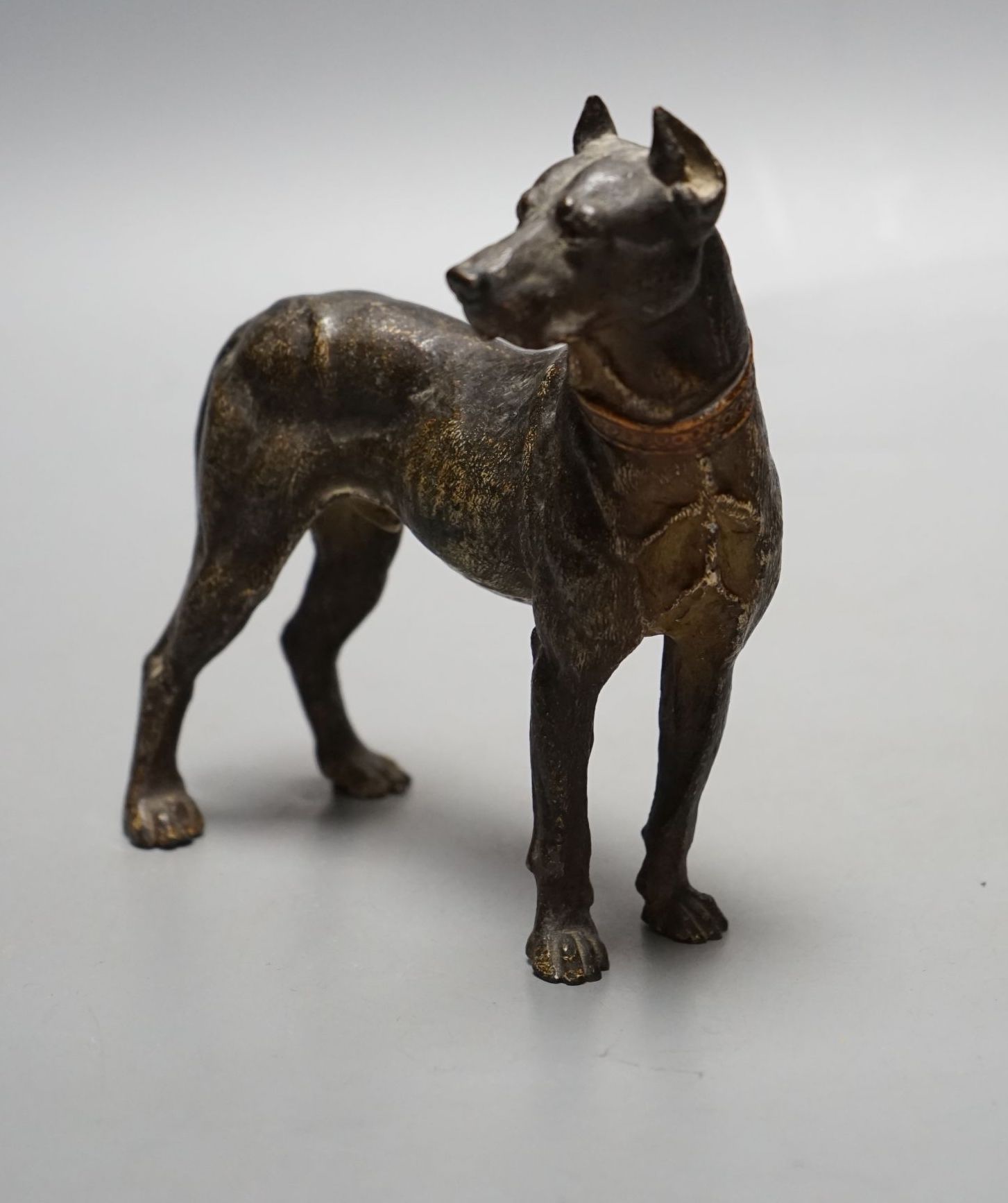 A Viennese cold-painted bronze model of a Great Dane 13.5cm tall, 14cm long